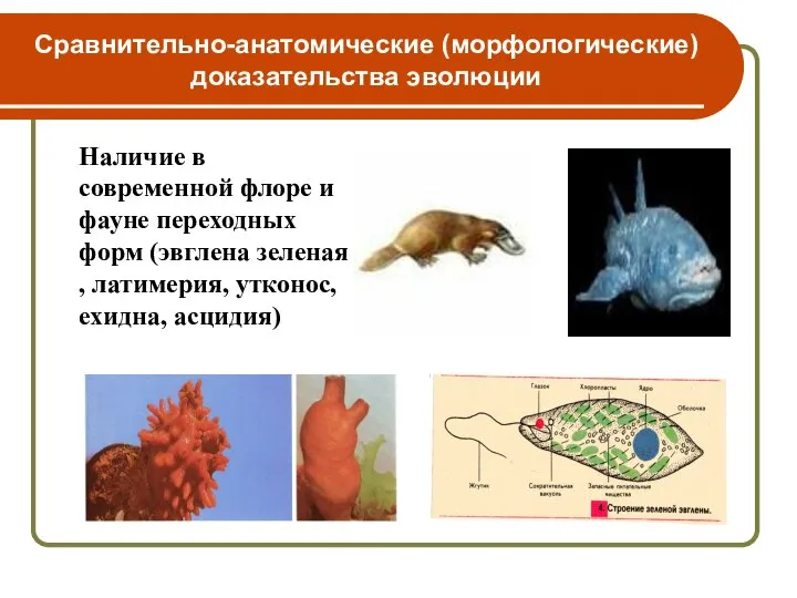Сравнительно-анатомические (морфологические) доказательства эволюции Наличие в современной флоре и фауне переходных форм
