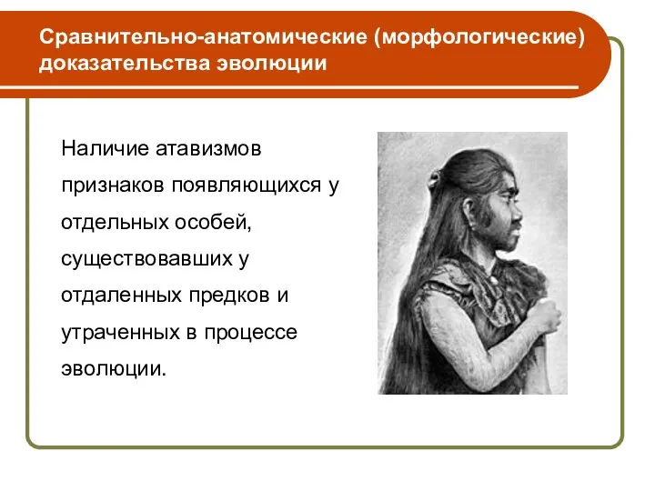 Наличие атавизмов признаков появляющихся у отдельных особей, существовавших у отдаленных предков и