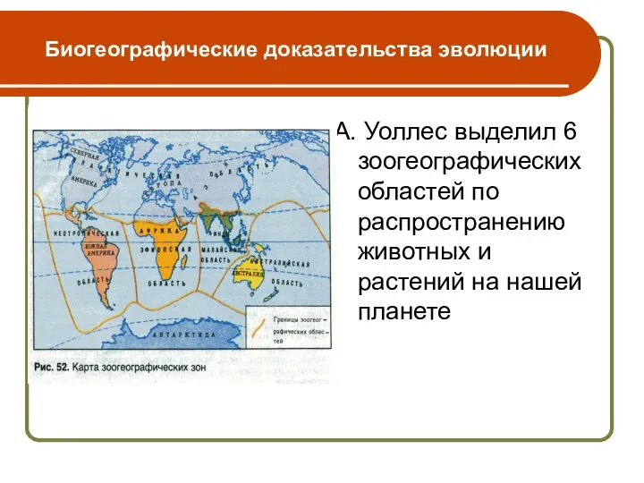 Биогеографические доказательства эволюции А. Уоллес выделил 6 зоогеографических областей по распространению животных