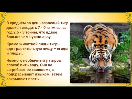 Немного необычный у тигров способ пить воду. Они не загребают ее «ковшом»,