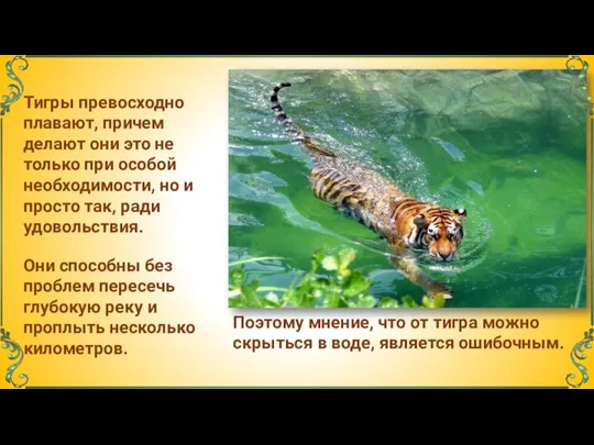 Тигры превосходно плавают, причем делают они это не только при особой необходимости,