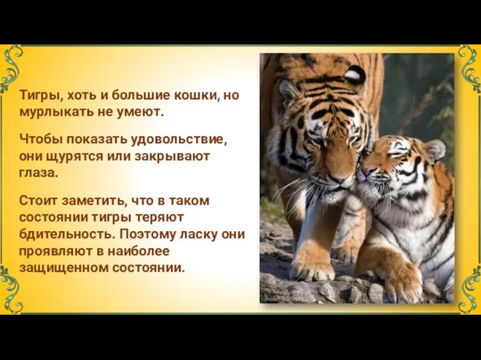 Тигры, хоть и большие кошки, но мурлыкать не умеют. Чтобы показать удовольствие,
