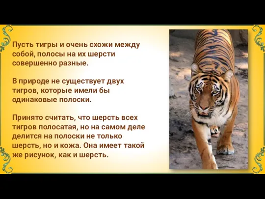 Пусть тигры и очень схожи между собой, полосы на их шерсти совершенно