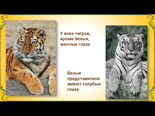 У всех тигров, кроме белых, желтые глаза Белые представители имеют голубые глаза