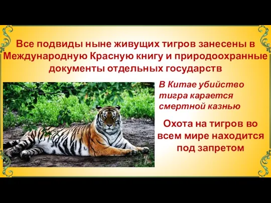 Все подвиды ныне живущих тигров занесены в Международную Красную книгу и природоохранные