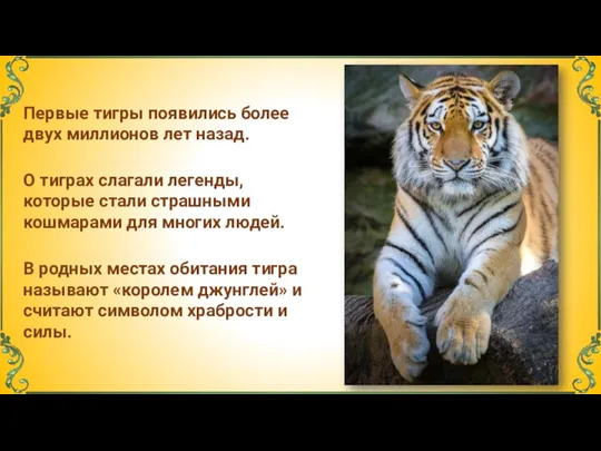 О тиграх слагали легенды, которые стали страшными кошмарами для многих людей. В