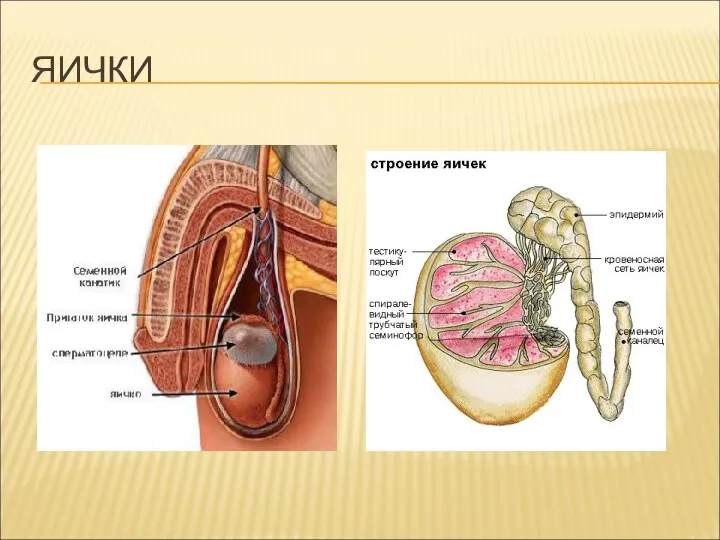 ЯИЧКИ