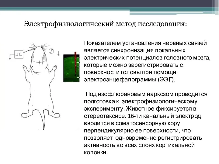 Электрофизиологический метод исследования: Показателем установления нервных связей является синхронизация локальных электрических потенциалов