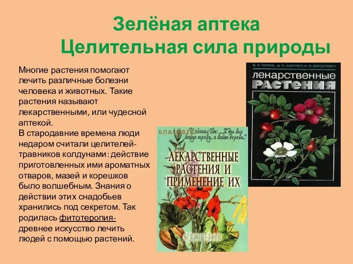 Зелёная аптека Целительная сила природы Многие растения помогают лечить различные болезни человека