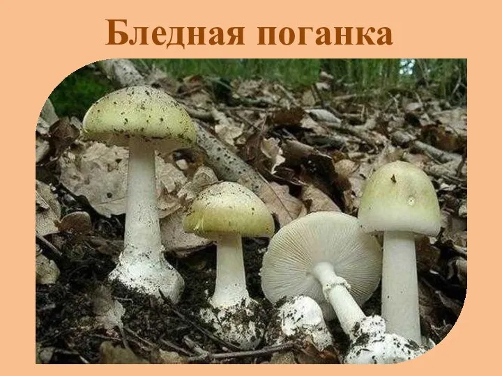 Бледная поганка