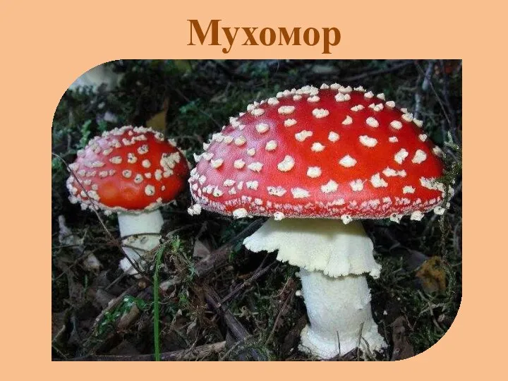 Мухомор