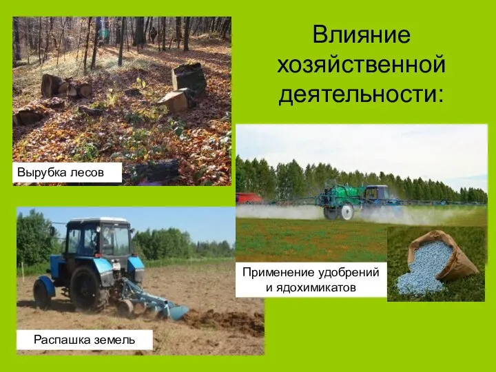 Влияние хозяйственной деятельности: Вырубка лесов Распашка земель Применение удобрений и ядохимикатов