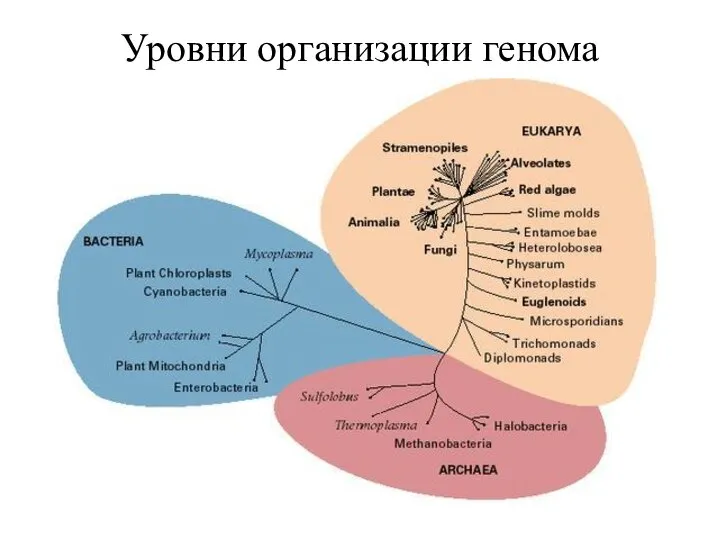 Уровни организации генома