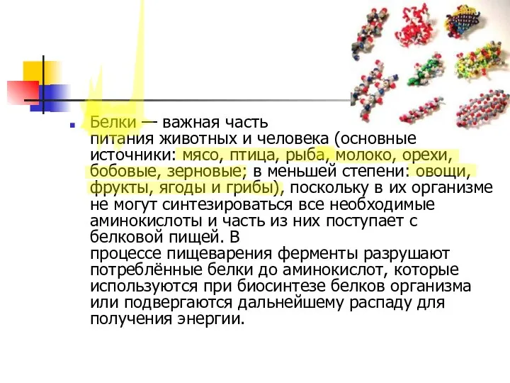 Белки — важная часть питания животных и человека (основные источники: мясо, птица,