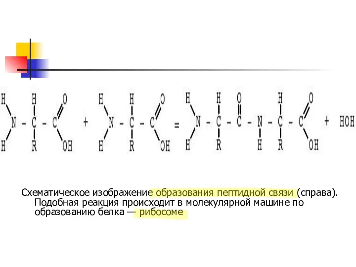 Схематическое изображение образования пептидной связи (справа). Подобная реакция происходит в молекулярной машине