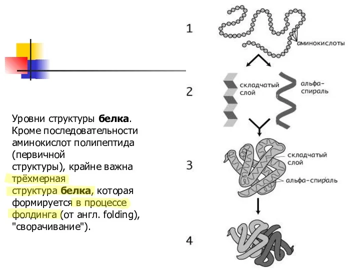 Уровни структуры белка. Кроме последовательности аминокислот полипептида (первичной структуры), крайне важна трёхмерная