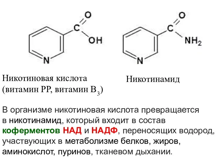 Никотиновая кислота (витамин РР, витамин В3) Никотинамид В организме никотиновая кислота превращается