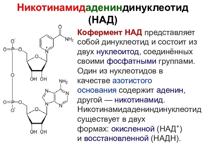 Кофермент НАД представляет собой динуклеотид и состоит из двух нуклеоитод, соединённых своими