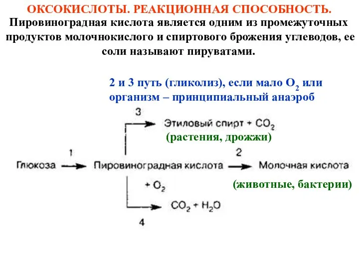 Пировиноградная кислота является одним из промежуточных продуктов молочнокислого и спиртового брожения углеводов,