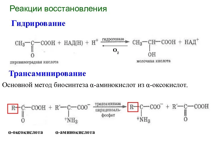 Реакции восстановления Гидрирование Трансаминирование Основной метод биосинтеза α-аминокислот из α-оксокислот.