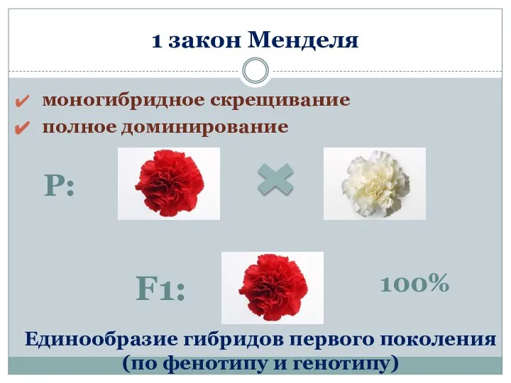 1 закон Менделя моногибридное скрещивание полное доминирование Р: F1: Единообразие гибридов первого