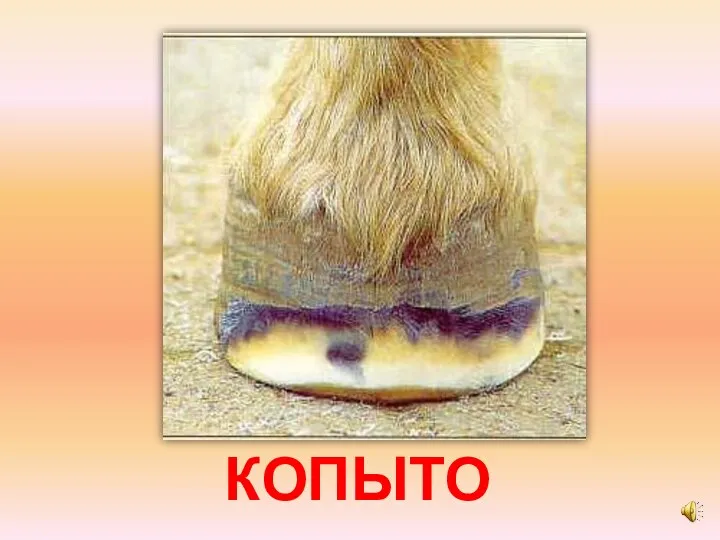 КОПЫТО