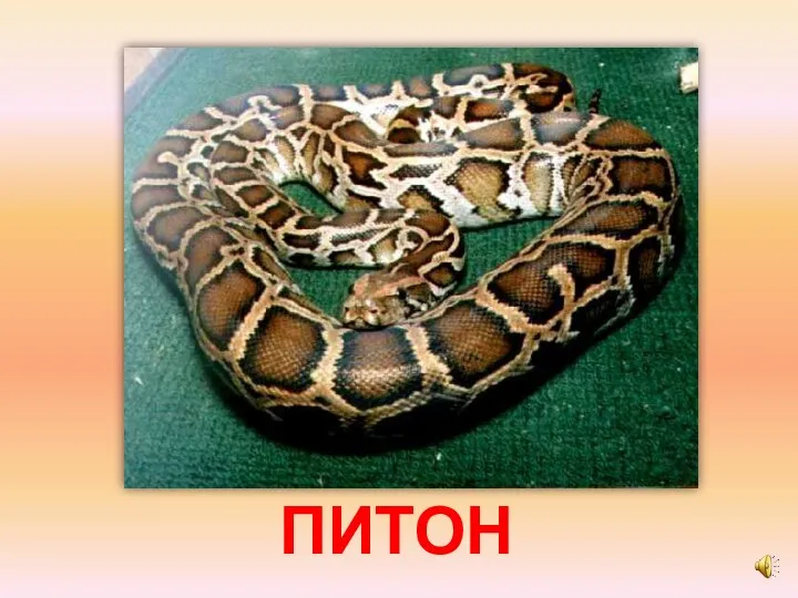 ПИТОН