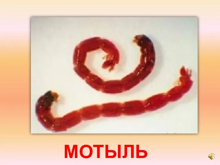 МОТЫЛЬ