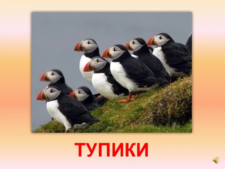 ТУПИКИ