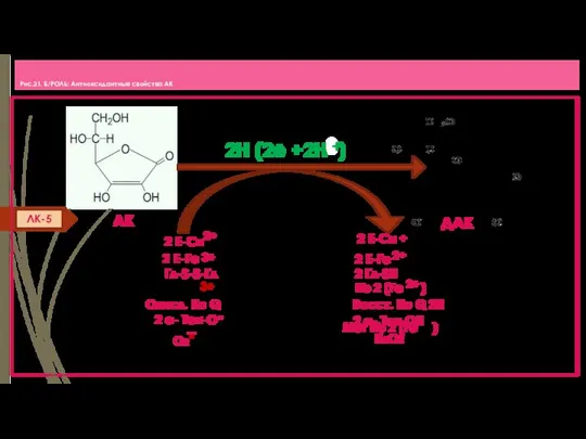Рис.21. Б/РОЛЬ: Антиоксидантные свойства АК 2Н (2е +2Н ) - 2 Е-Cи