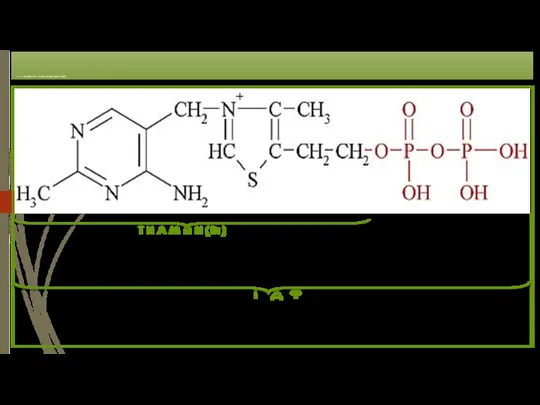 Рис. 2. Кофермент тиаминдифосфат (ТДФ) Т И А М И Н (В1) Т Д Ф