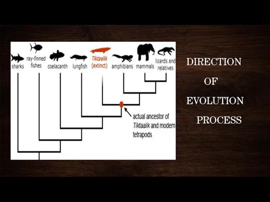 DIRECTION OF EVOLUTION PROCESS