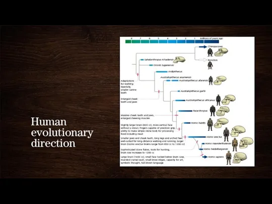 Human evolutionary direction