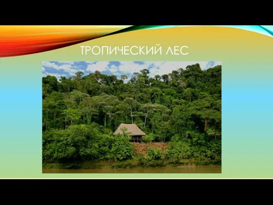 ТРОПИЧЕСКИЙ ЛЕС