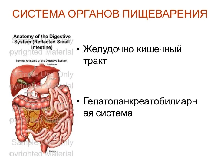 СИСТЕМА ОРГАНОВ ПИЩЕВАРЕНИЯ Желудочно-кишечный тракт Гепатопанкреатобилиарная система