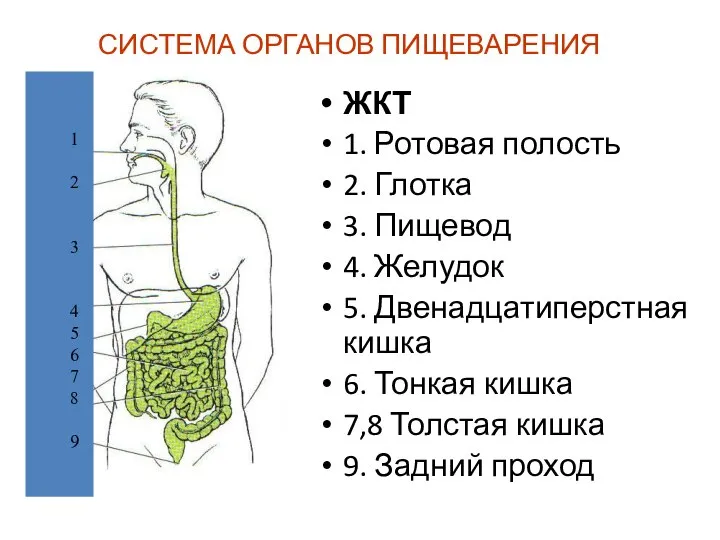 СИСТЕМА ОРГАНОВ ПИЩЕВАРЕНИЯ ЖКТ 1. Ротовая полость 2. Глотка 3. Пищевод 4.