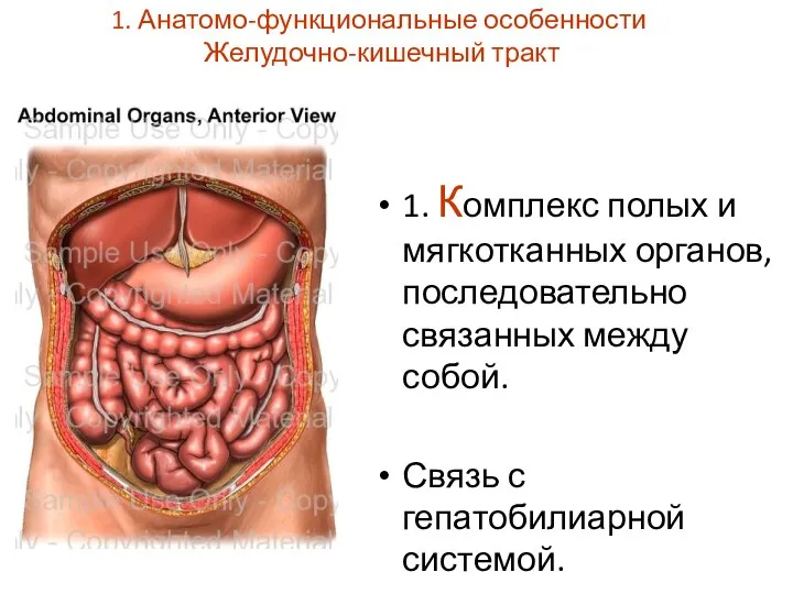 1. Анатомо-функциональные особенности Желудочно-кишечный тракт 1. Комплекс полых и мягкотканных органов, последовательно