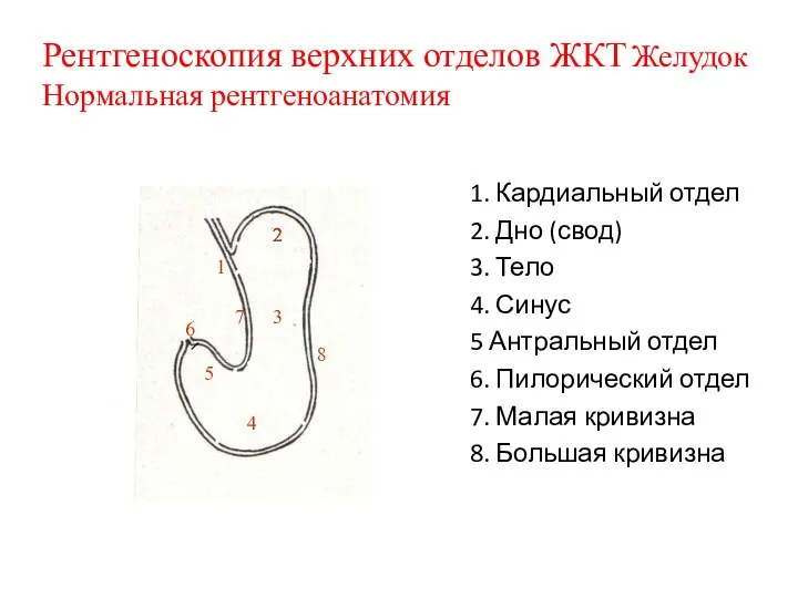 1. Кардиальный отдел 2. Дно (свод) 3. Тело 4. Синус 5 Антральный