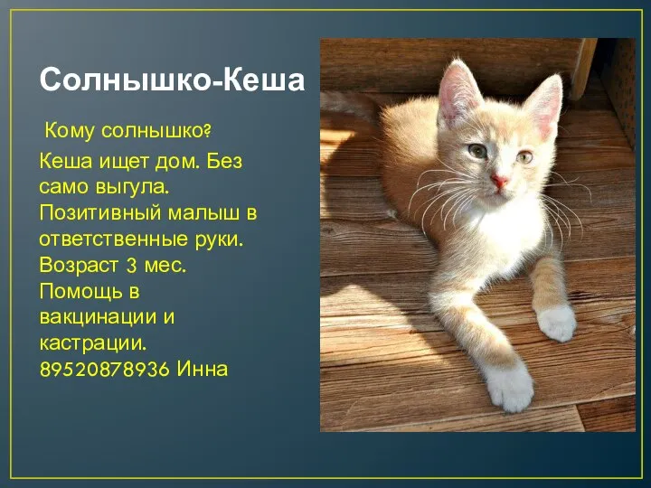 Солнышко-Кеша Кому солнышко? Кеша ищет дом. Без само выгула. Позитивный малыш в