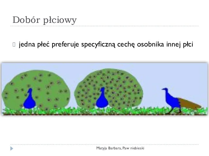 Dobór płciowy Matyja Barbara, Paw niebieski jedna płeć preferuje specyficzną cechę osobnika innej płci