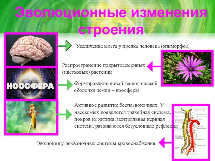 Распространение покрытосеменных (цветковых) растений Эволюционные изменения строения Увеличение мозга у предка человека