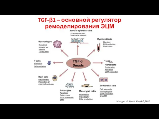 TGF-β1 – основной регулятор ремоделирования ЭЦМ Meng et al. Front. Physiol.,2015
