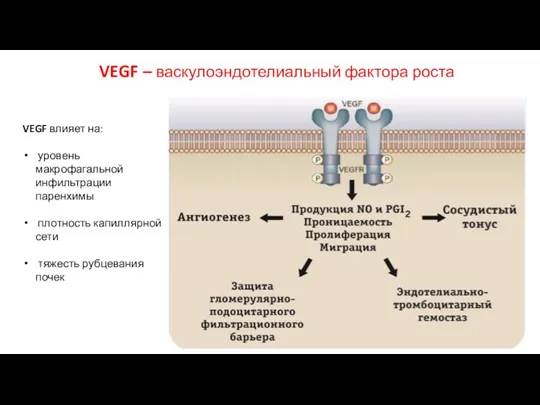 VEGF – васкулоэндотелиальный фактора роста VEGF влияет на: уровень макрофагальной инфильтрации паренхимы