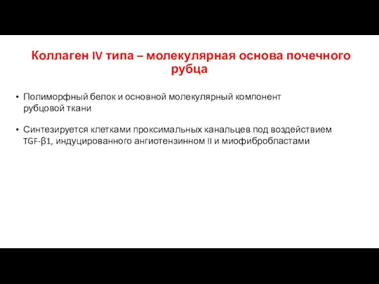 Коллаген IV типа – молекулярная основа почечного рубца Полиморфный белок и основной