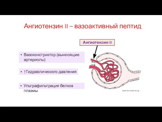 Ангиотензин II – вазоактивный пептид Ангиотензин II Вазоконстриктор (выносящие артериолы) ↑Гидравлического давления www.khanacademy.org Ультрафильтрация белков плазмы