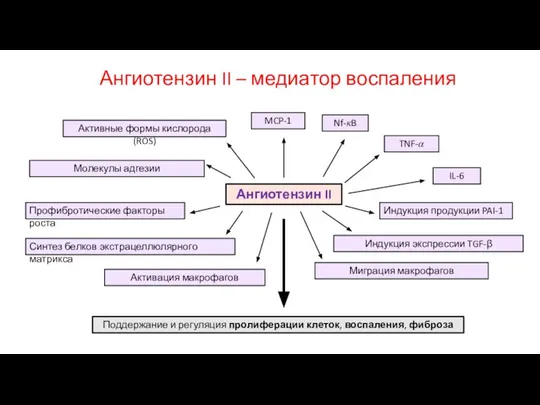 Ангиотензин II – медиатор воспаления Ангиотензин II Поддержание и регуляция пролиферации клеток,