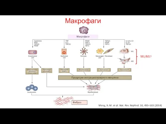 Макрофаги Meng, X.-M. et al. Nat. Rev. Nephrol. 10, 493–503 (2014) Продукция