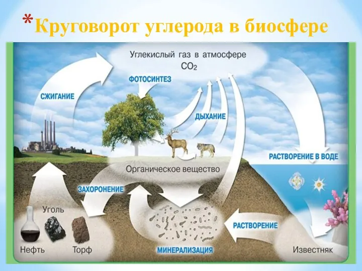 Круговорот углерода в биосфере