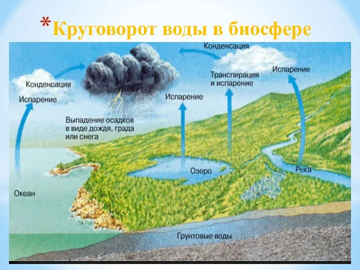 Круговорот воды в биосфере