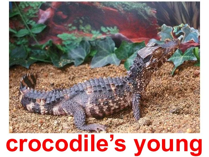 crocodile’s young